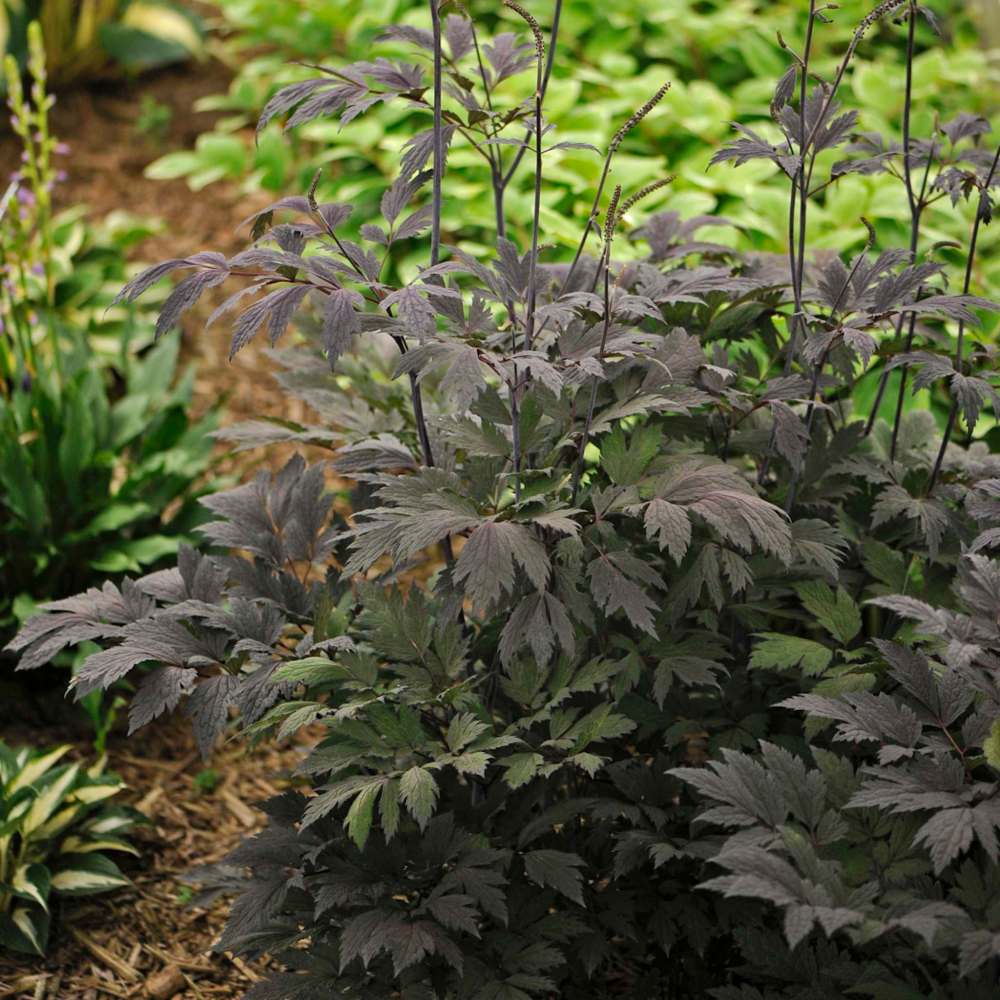 Walters Gardens Inc
Elegant Chocoholic snakeroot blooms in August.