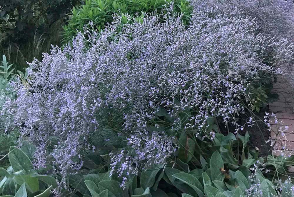 Stonehouse Nursery
Sea lavender provides a long bloom display.