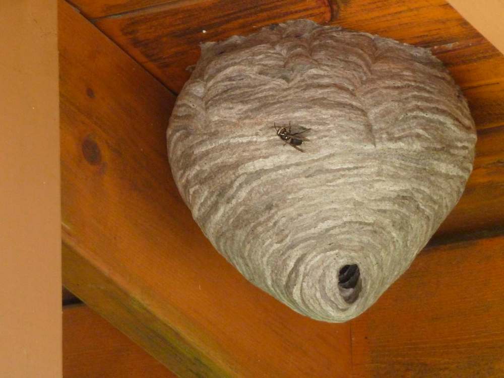 Photos by Laurie Mustard / Winnipeg Free Press
Mustard found out the hard way there is a wasp nest in his porch.