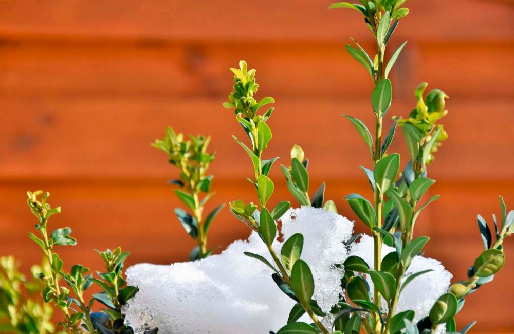 pixabay photo
To avoid winter browning, boxwood needs a deep layer of protective snow cover.