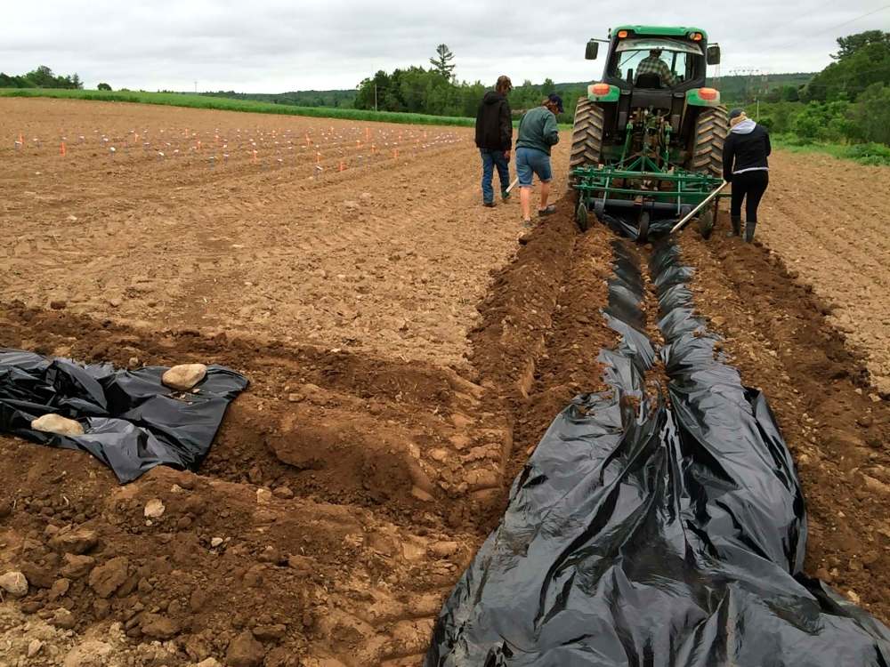 Cathy Clark
Try digging a plastic-lined trench around your potato crop to deter potato beetles.