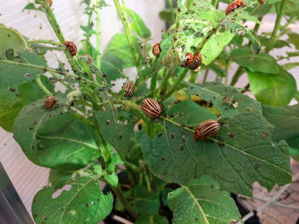Helen Tai
Adult Colorado potato beetles feed on potato leaves.