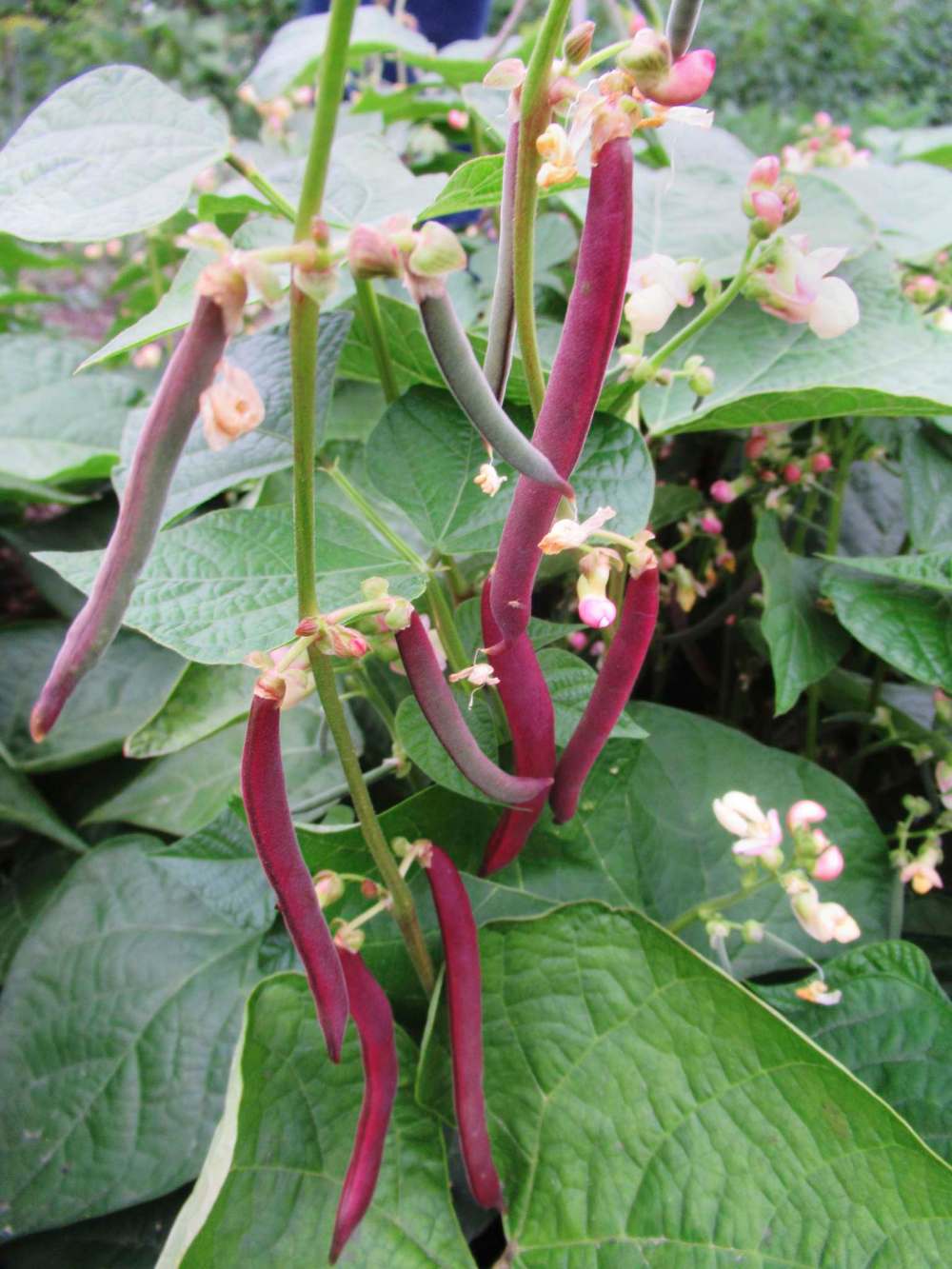 Tiffany Grenkow
In 2021, the year of the garden bean, try growing Red Swan bush bean.