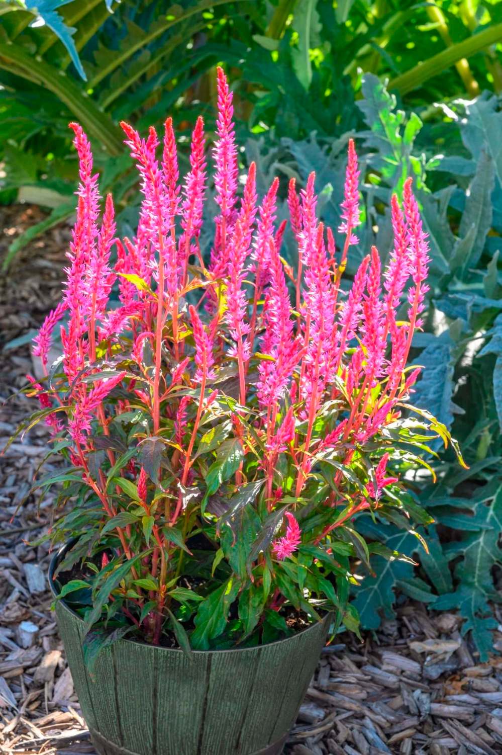 All-America Selections
Celosia Kelos Candela Pink is a 2021 AAS Winner. Now that’s pink!