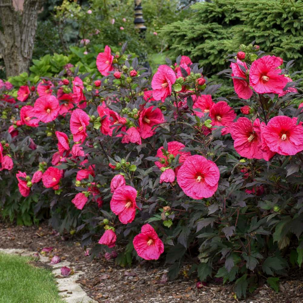 Proven Winners
What to grow in the Year of the Hardy Hibiscus? Why, magenta-coloured Evening Rose hibiscus, of course.