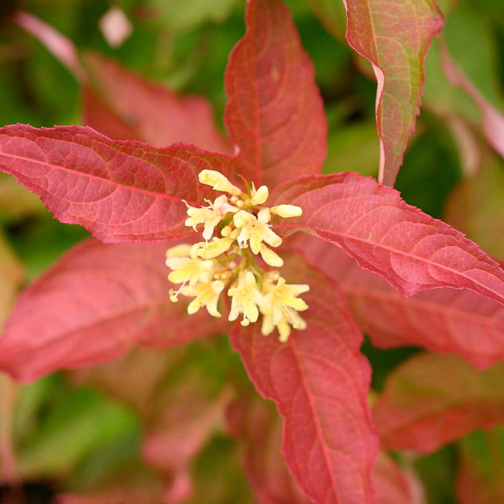Proven Winners
Kodiak Orange, 2021 Landscape Shrub of the Year, has scintillating orange fall colour.