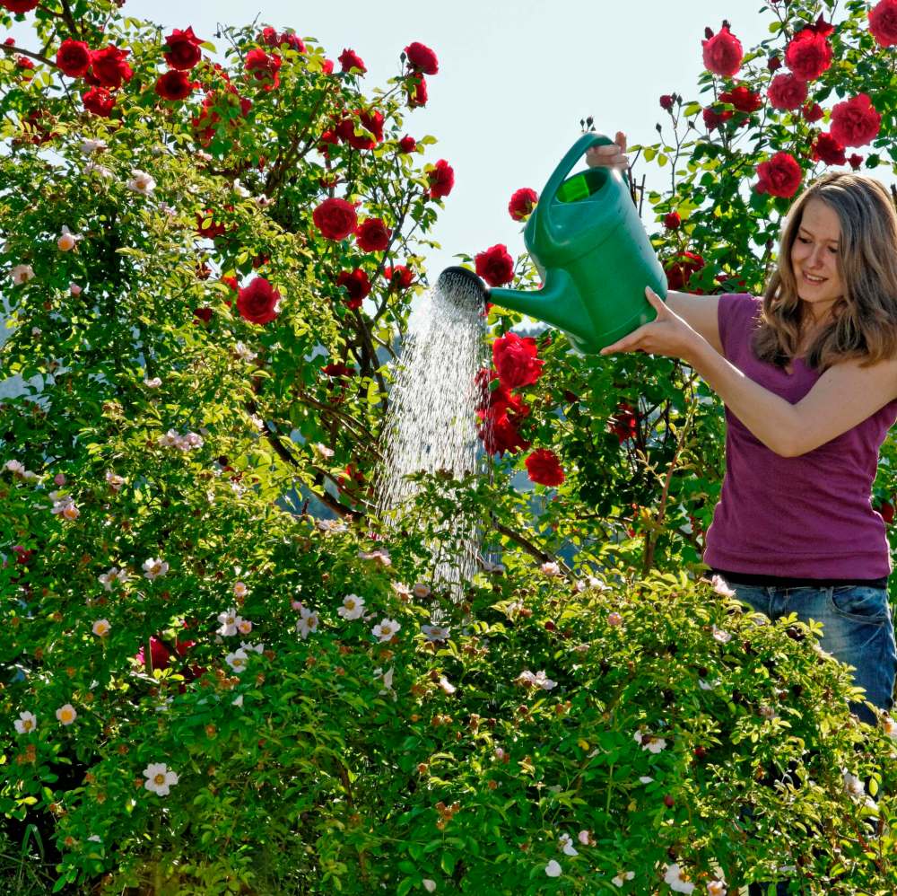 Christiane Maute
Water soluble fertilizer can be added as a foliar application to roses.