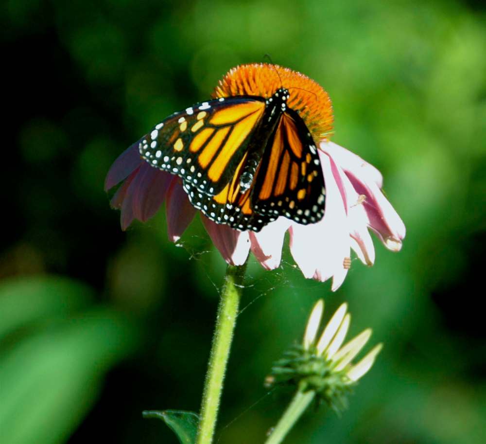 Becky Slater
Chemical fertilizers are not the best choice for native prairie plants or pollinators.