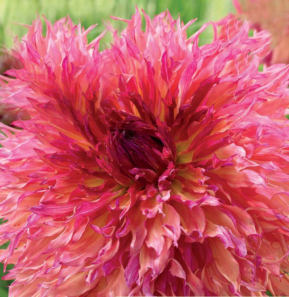 Florissa
Fertilizer fuels the big, bodacious blooms of dahlias such as Myrtle's Folly.