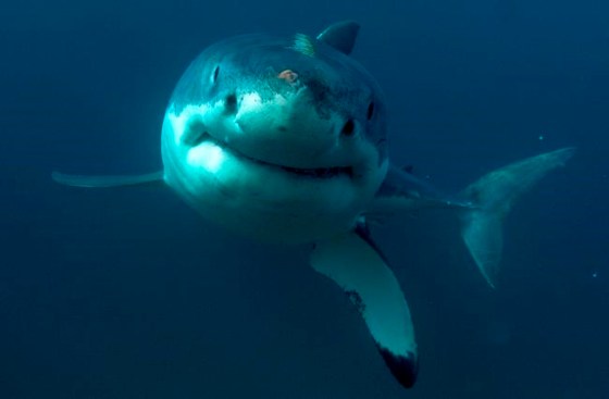 Discovery ChannelA great white shark