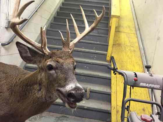 Star Collision CARSTAR / The Associated PressIn this photo provided by Star Collision CARSTAR, a wild buck is shown in a stairwell of the business in Grand Rapids, Mich., Tuesday.