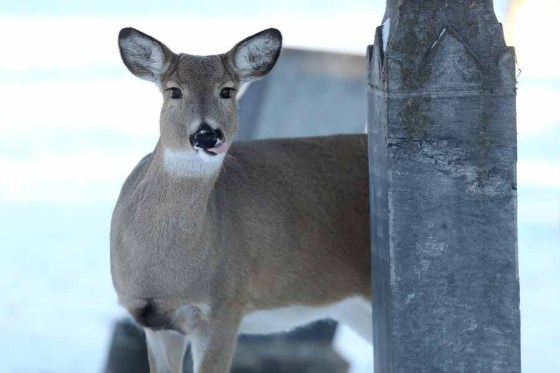 A deer wanders through St. James Cemetery in December. (Shannon VanRaes / Winnipeg Free Press files)