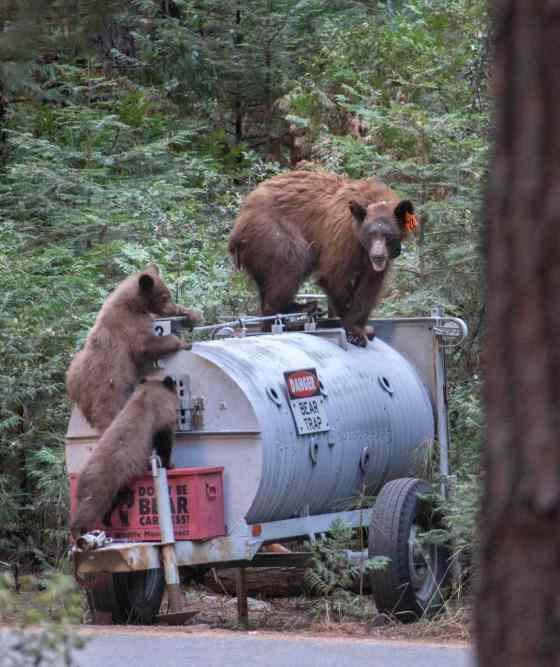 Patrick Tehan/Bay Area News Group/MCTBear trap: fine for bears, not so friendly for Santa.