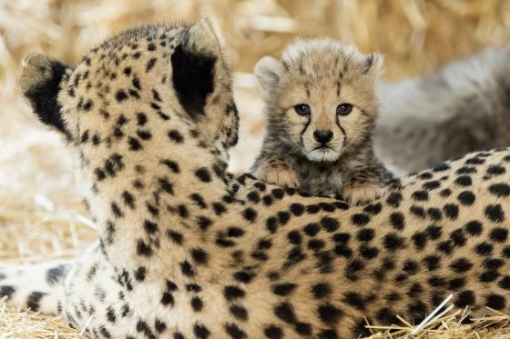 A young cheetah baby sits besides his mother Afra at their enclosure at the zoo in Vienna. The young cub was born in a litter quadruplets on June 22 that are starting to explore their enclosure. (Daniel Zupanc / The Associated Press)
