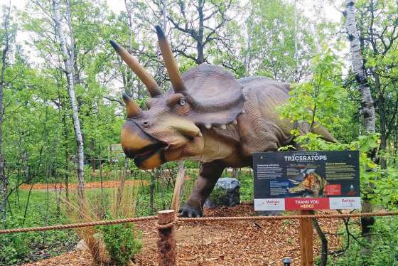 Amanda ThorsteinssonA Triceratops display in Dinosaurs Alive!, which will return to the Assiniboine Park Zoo.