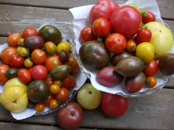 Submitted photo Some of Eva Pip's heritage tomatoes.
