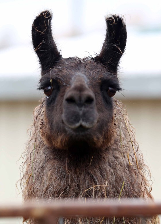 Melissa Verge / Brandon Sun files