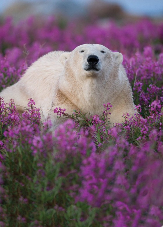 Michael Poliza photo