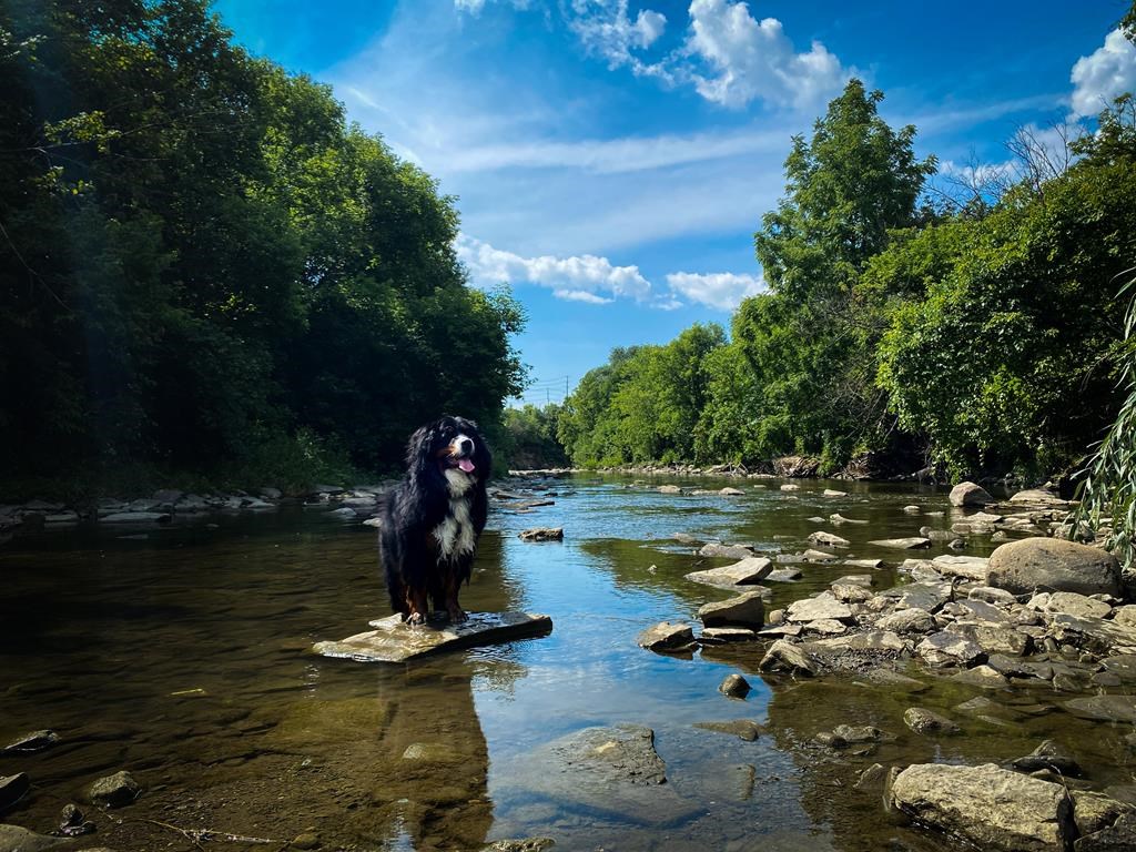 Pet Valu posts secondquarter net of 25.3 million, boosts full