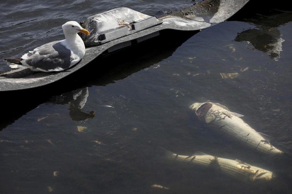 Seagulls sit next to dead fish in Lake Merritt in Oakland, Calif. on Monday, Aug. 29, 2022. Large numbers of dead fish and other sea life have been sighted all around the lake and other areas in the San Francisco Bay, prompting environmental groups to suggest that people and their pets stay out fo the water to avoid a hazardous algae bloom known as red tide. (Brontë Wittpenn