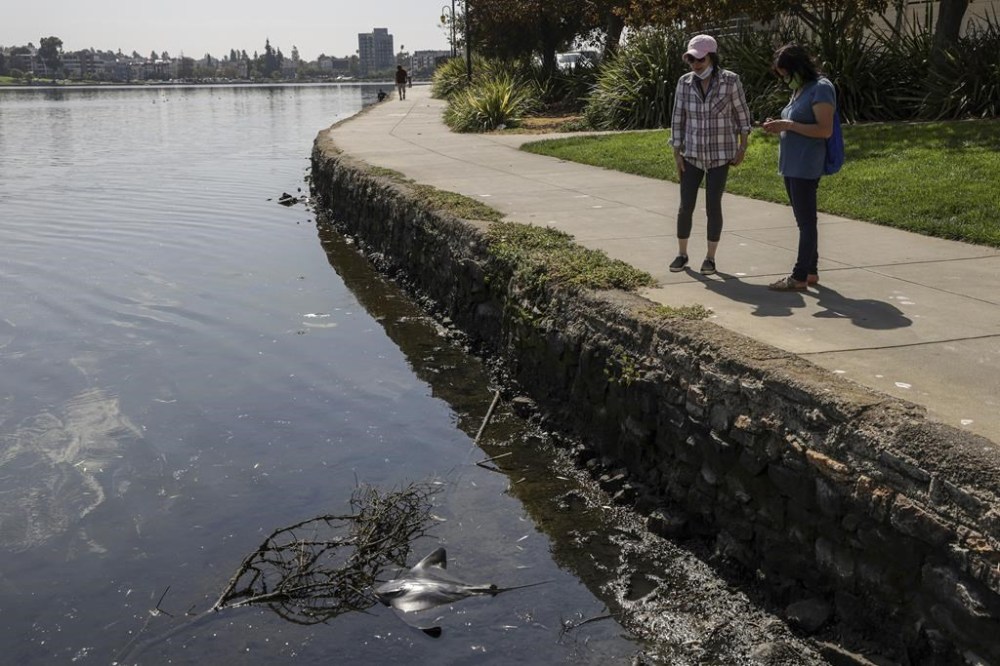 Park-goers look at a dead bat ray in Lake Merritt in Oakland, Calif. on Monday, Aug. 29, 2022. Large numbers of dead fish and other sea life have been sighted all around the lake and other areas in the San Francisco Bay, prompting environmental groups to suggest that people and their pets stay out fo the water to avoid a hazardous algae bloom known as red tide. (Brontë Wittpenn