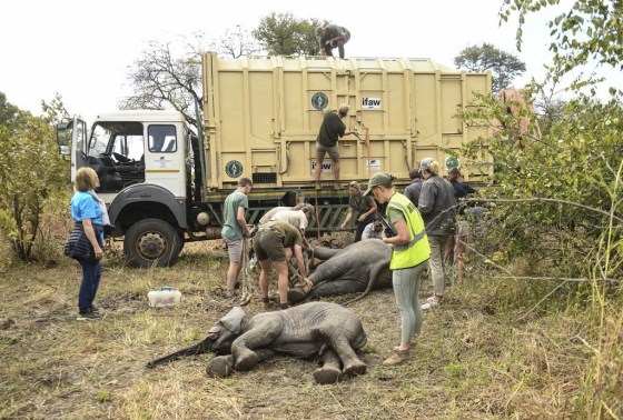 In neighbouring Zimbabwe, National Parks is moving more than 2,500 wild animals from a southern reserve to one in the country’s north. (Thoko Chikondo / The Associated Press files)