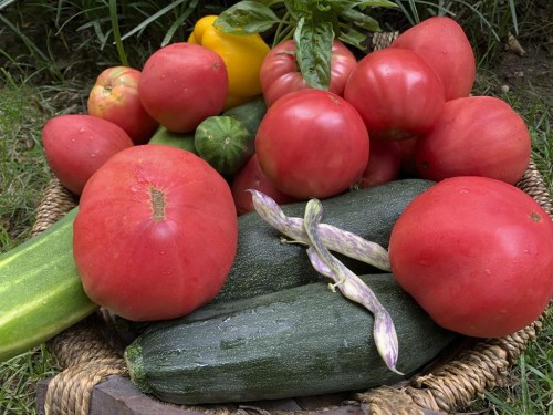 This Aug. 12, 2020, image provided by Jessica Damiano shows a harvest of homegrown vegetables in Glen Head, N.Y. (Jessica Damiano via AP)