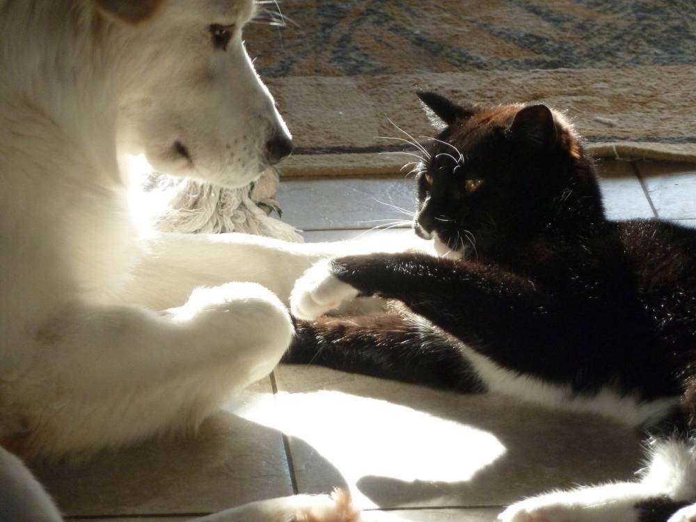 A heartwrenching reality for pet owners Winnipeg Free Press