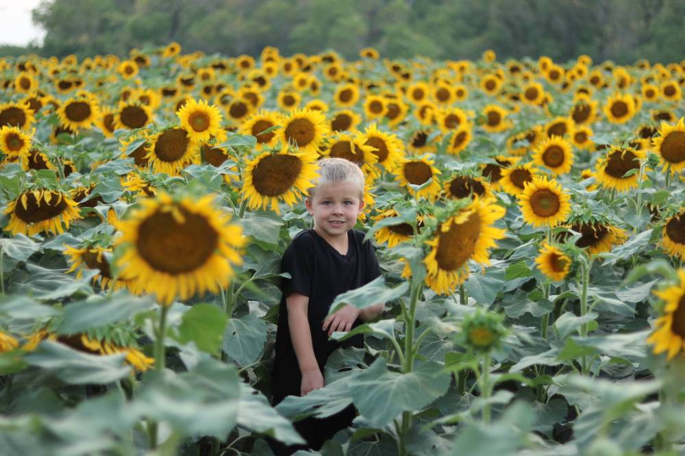 SUPPLIED
Davis Toews stands amongst the rows of beautiful sunflowers at his father Dean Toews’ farm where the public can go to take photos of themselves and raise money for the Canadian Foodgrains Bank.