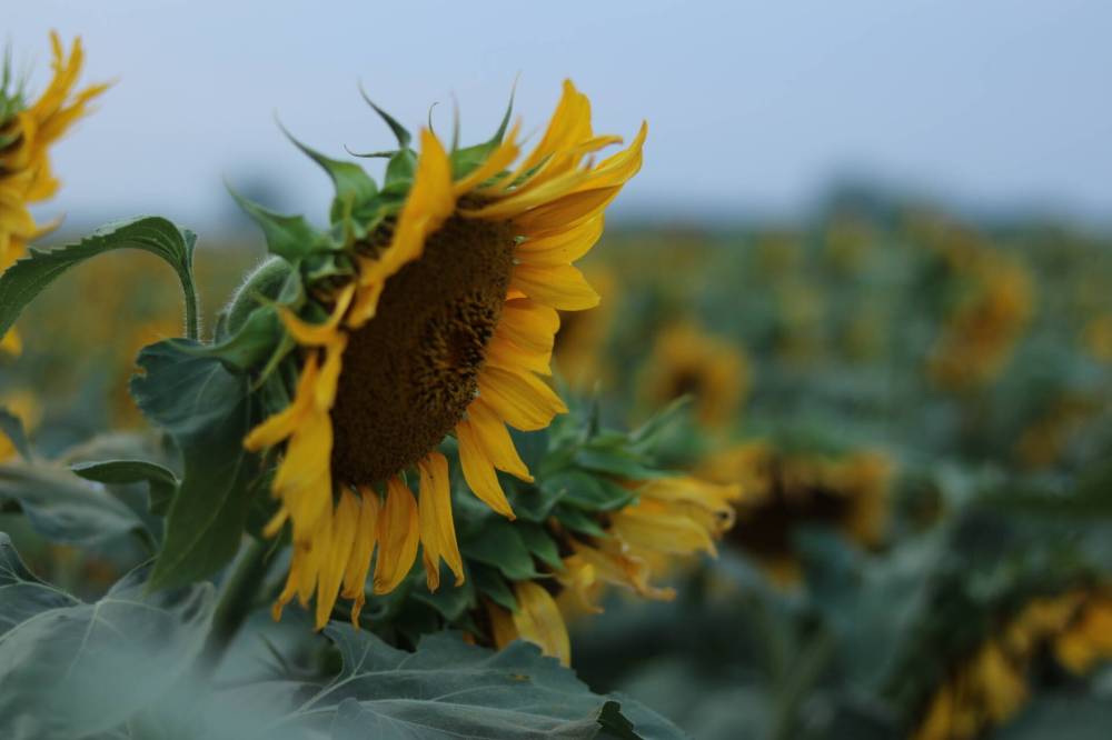 SUPPLIED
The sunflower farm did a trial run of the fundraiser last year and raised more than $2,000, in addition to $20,000 in sunflower crop revenue.