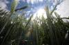MATT GOERZEN / BRANDON SUN FILES
                                Economist James Vercammen says it&rsquo;s impossible to tell what impact the 2012 wheat board closure had on farmers given such powerful factors as global supply shocks, climate change, rail deregulation and agricultural technology.