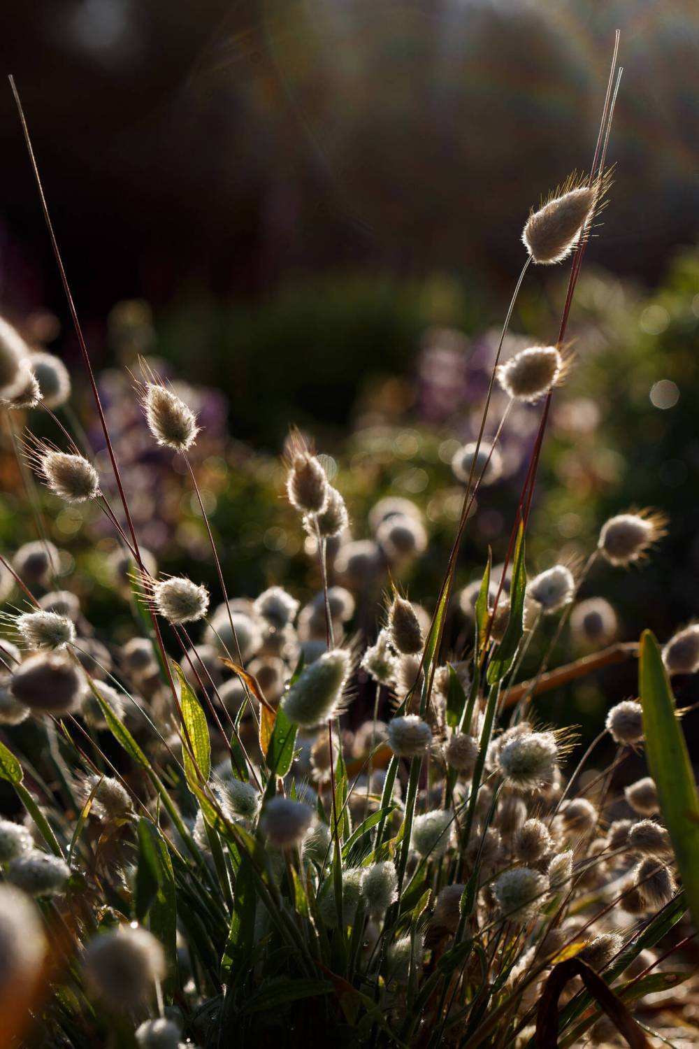 MIKE DEAL / WINNIPEG FREE PRESS
Bunny tail grass