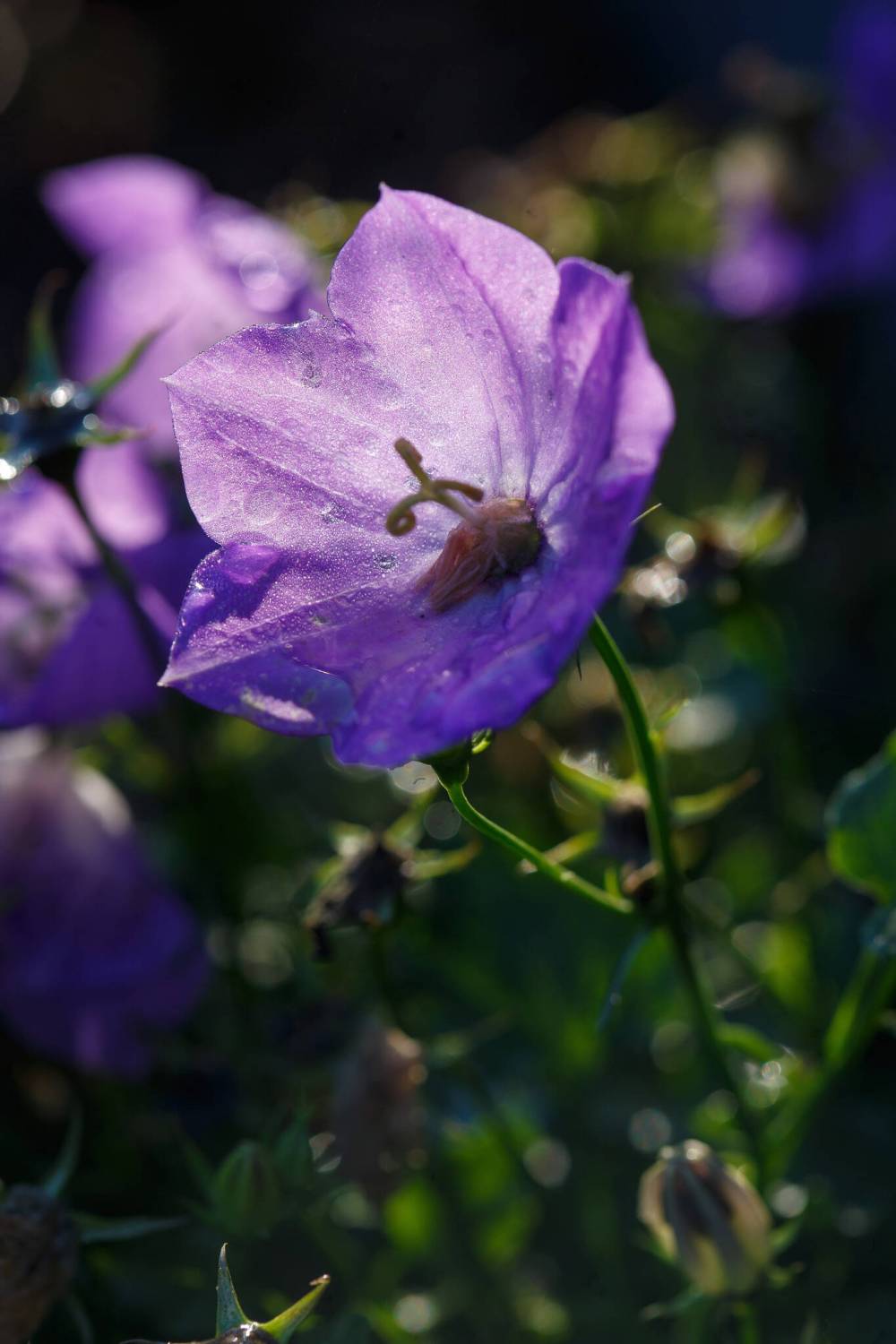 MIKE DEAL / WINNIPEG FREE PRESS
Rapido blue bellflower