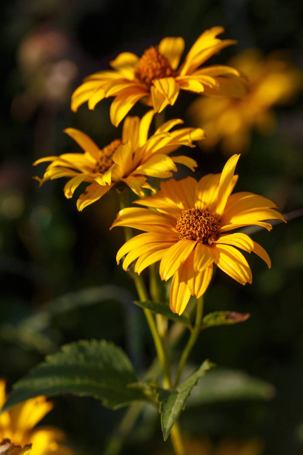 MIKE DEAL / WINNIPEG FREE PRESS
Summer nights false sunflower