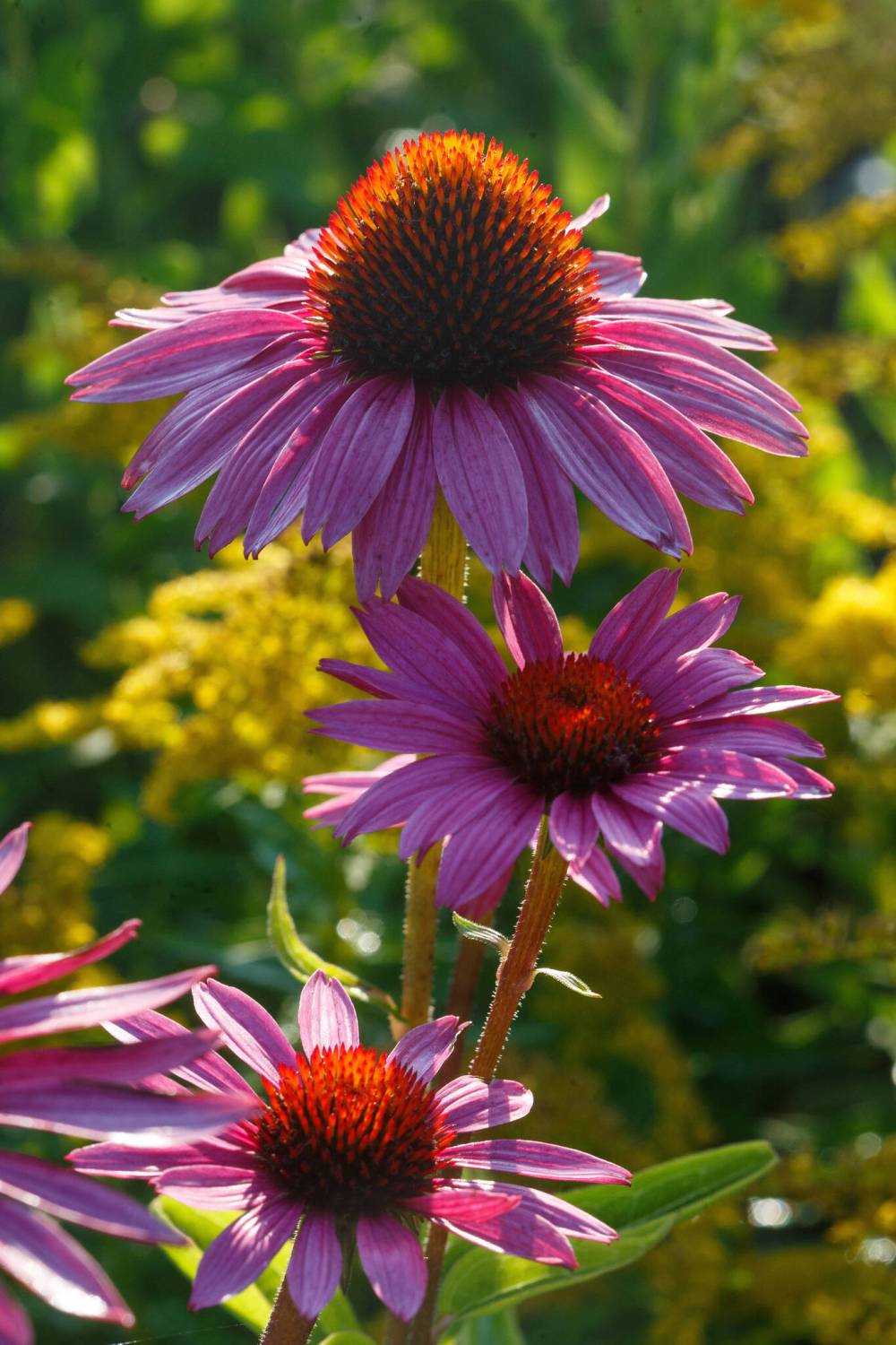 MIKE DEAL / WINNIPEG FREE PRESS
Playful meadow mama coneflower