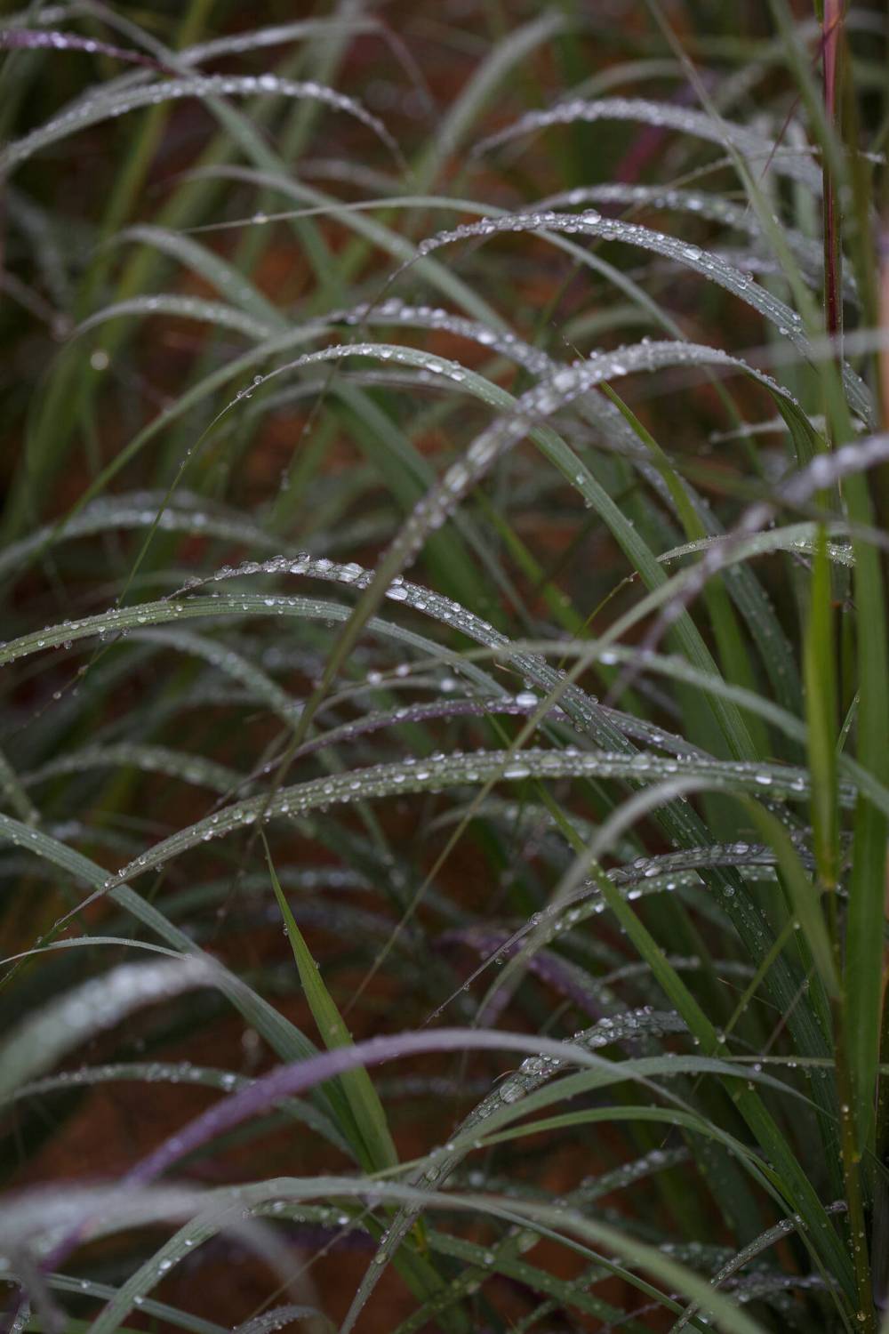 MIKE DEAL / WINNIPEG FREE PRESS
Dew drops gather on the leaves of prairie grass.
