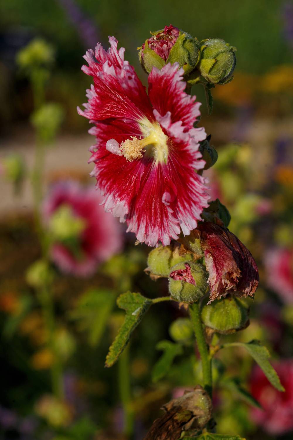 MIKE DEAL / WINNIPEG FREE PRESS
Fiesta time hollyhocks
