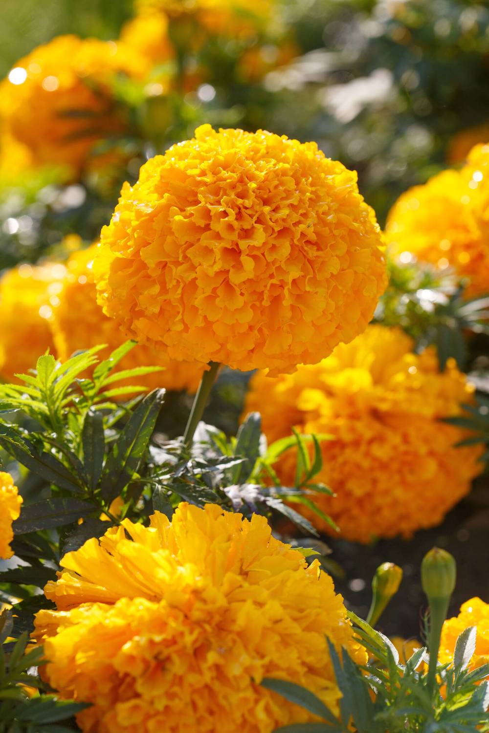 MIKE DEAL / WINNIPEG FREE PRESS
Marigolds