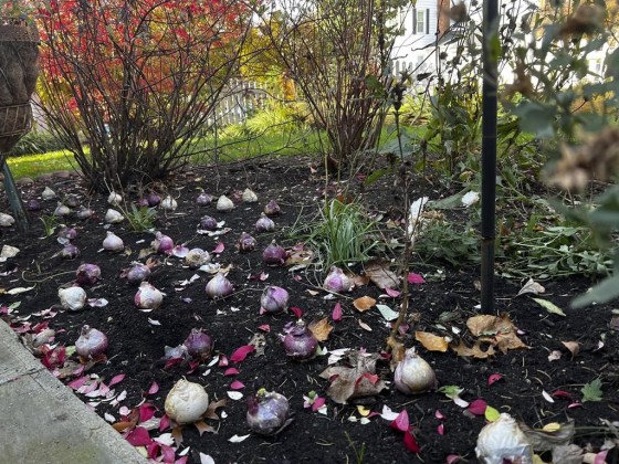 Fall bulbs in place for planting in Glen Head, N.Y. (Jessica Damiano via The Associated Press files)