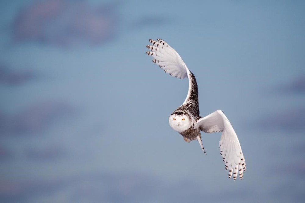 ‘Wow factor’ Public website reveals bestyet picture of hundreds of
