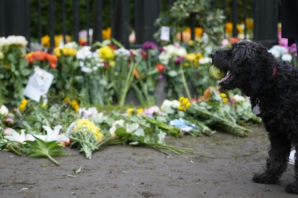 A dog stands by flowers laid outside Windsor Castle for late Queen Elizabeth II in Windsor, England, Thursday, Sept. 15, 2022. The Queen will lie in state in Westminster Hall for four full days before her funeral on Monday Sept. 19. (AP Photo/Gregorio Borgia)