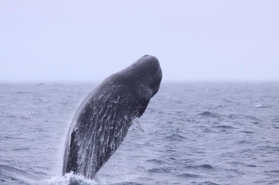 A female sperm whale is seen breaching the water off the Galapagos Islands, Ecuador, in 2014. (Handout / Mauricio Cantor / The Canadian Press files)