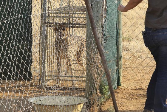 A cheetah lies inside a transport cage at the Cheetah Conservation Fund (CCF) in Otjiwarongo, Namibia. (Dirk Heinrich / The Associated Press files)