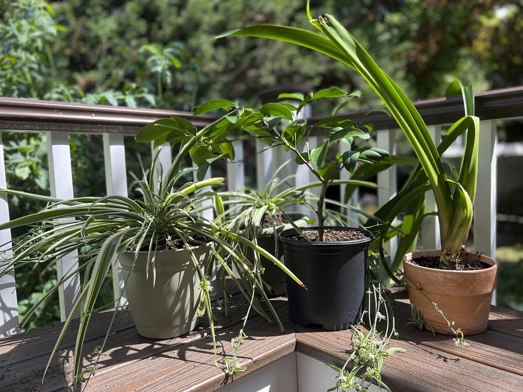 At summer’s end, indoor plants need attention too Winnipeg Free Press