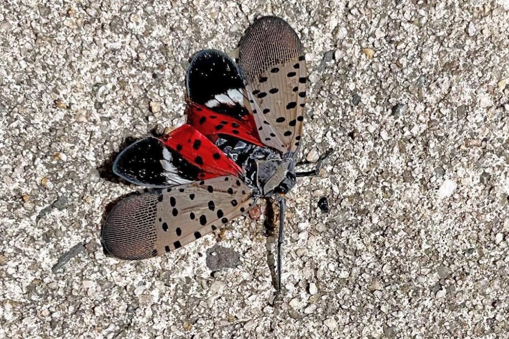 This photo shows a Spotted Lanternfly, in Long Branch, N.J., Aug. 7, 2022. The Canadian Food Inspection Agency is asking Canadians to keep an eye out for an invasive bug that could spell disaster for the country's wineries and fruit growers. THE CANADIAN PRESS/AP-HO, Heide Estes, *MANDATORY CREDIT*