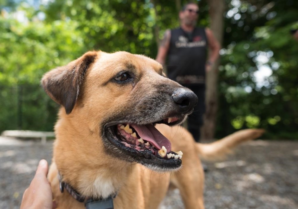 Canada to close borders to dogs from more than 100 countries over