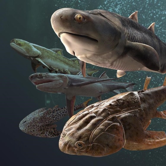 This illustration depicts some of the fossil fish, more than 400 million years old, which were found by researchers in southern China. (Heming Zhang via The Associated Press)