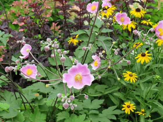 Grape Leaf Anemone Robustissima (Colleen Zacharias / Winnipeg Free Press)