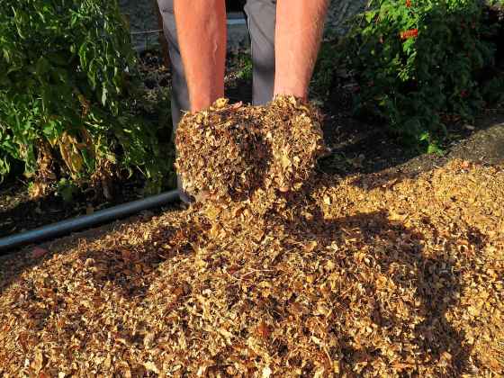 Shredded leaves are great for use around the garden. (Colleen Zacharias / Winnipeg Free Press)