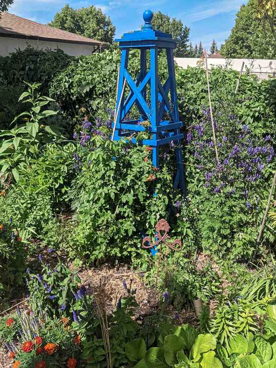 Helen's John Cabot climbing rose has lush foliage but no blooms.